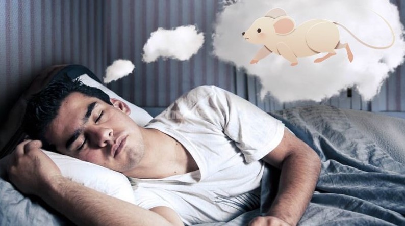 Nằm mơ thấy chuột| Cơ hội mang đến con số may mắn tại Tg88 4 Nằm mơ thấy chuột thì đánh con gì?